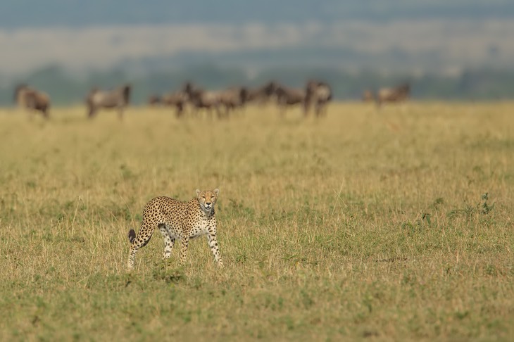 cheetah