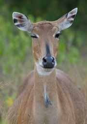 nilgai