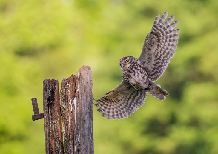 little owl