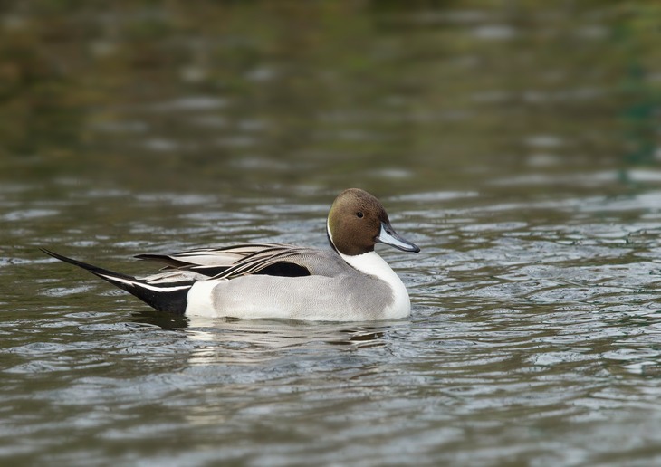 pintail