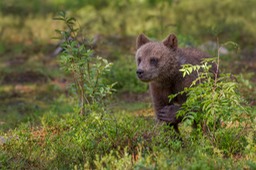 brown bear