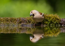 hawfinch