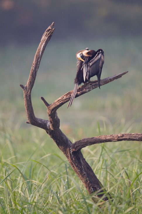 anhinga