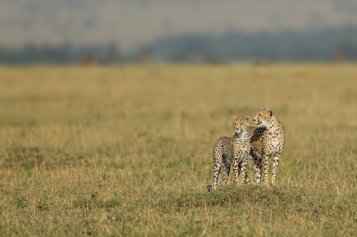 cheetah