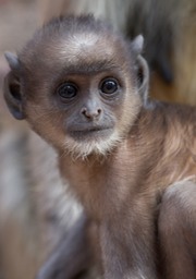 hanuman langur
