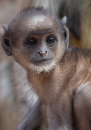 hanuman langur