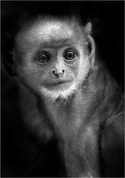 hanuman langur