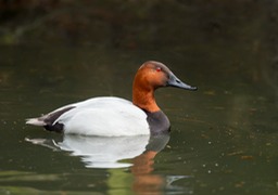 canvasback