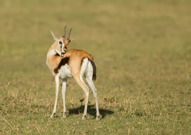 thompson's gazelle