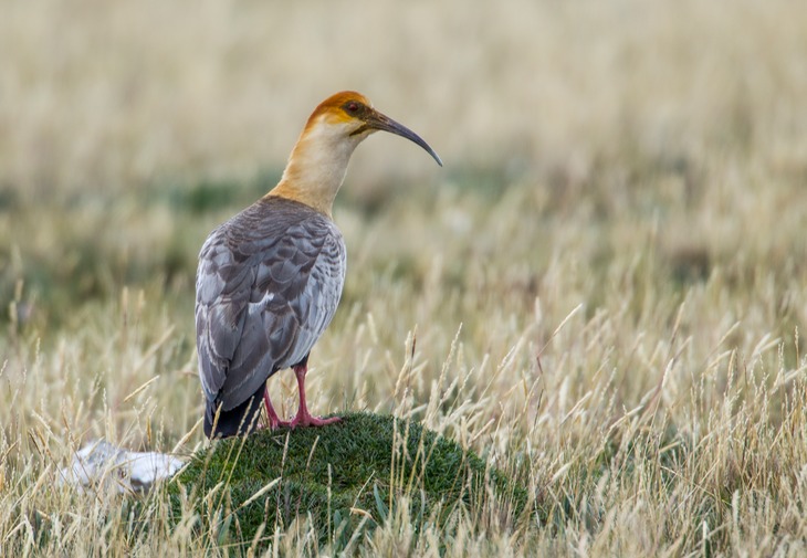 black faced ibis