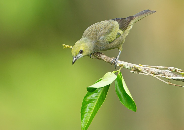 palm tanager