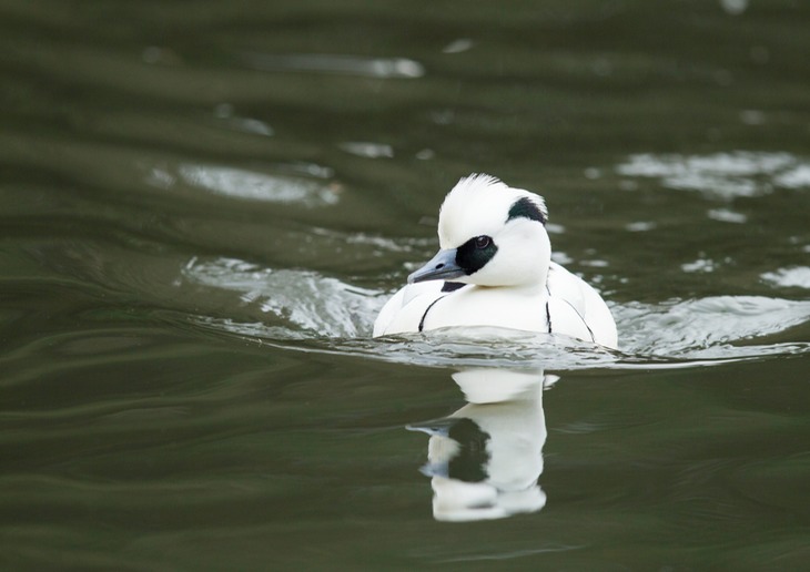 smew