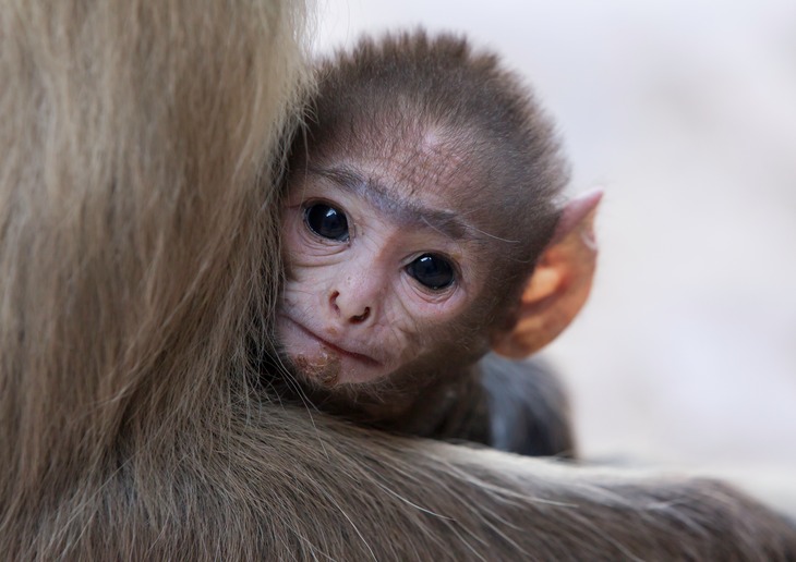 hanuman langur