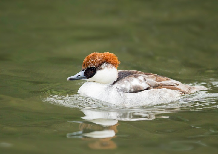 smew