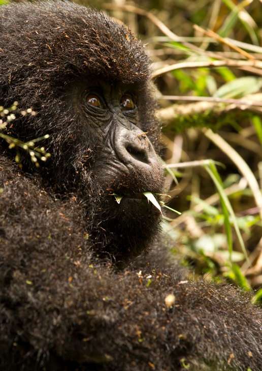 mountain gorilla