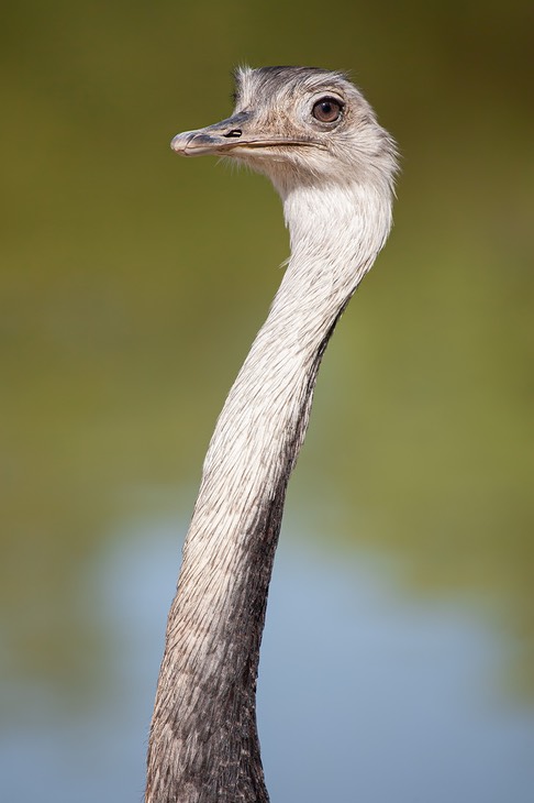 greater rhea