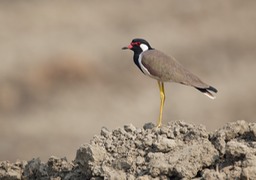 red wattled lapwing