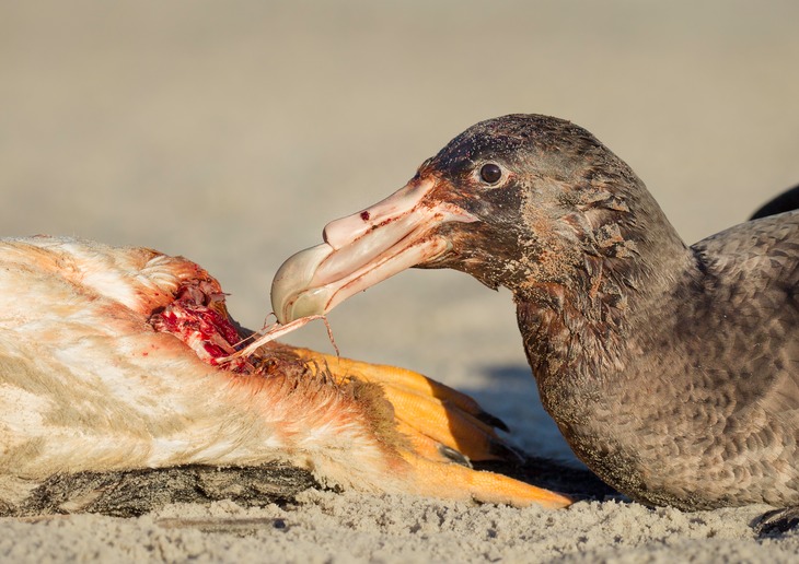 southern giant petrel