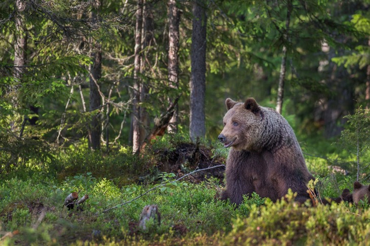 brown bear