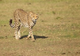 cheetah