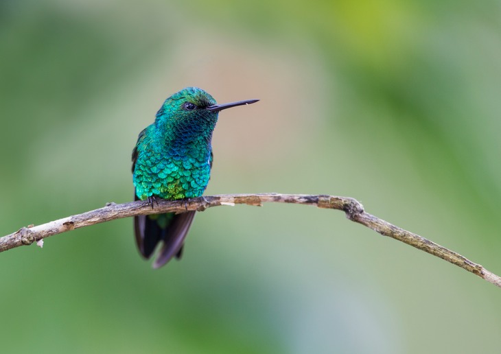 western emerald