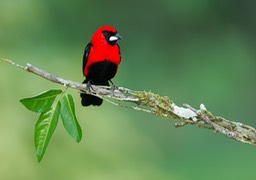 masked crimson tanager