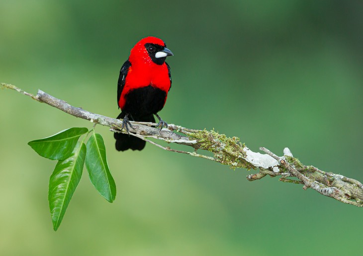 masked crimson tanager