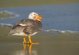 flightless steamer duck