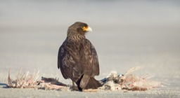 striated caracara