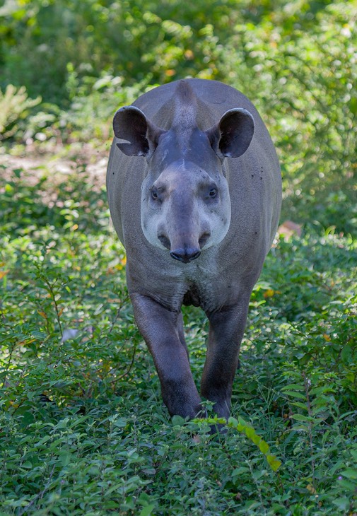 brazilian tapir