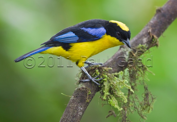 blue shouldered mountain tanager