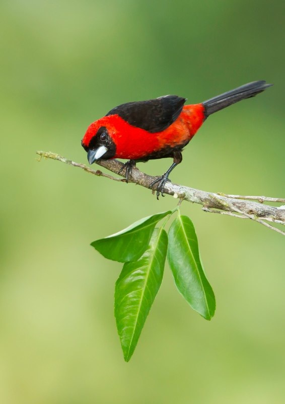 masked crimson tanager