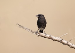 pied bushchat