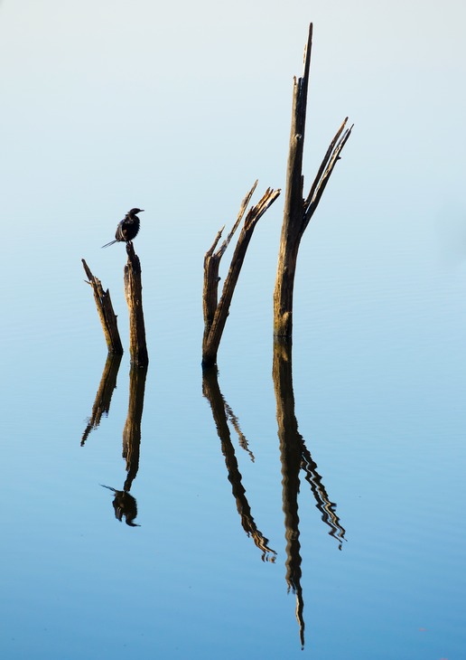 little cormorant