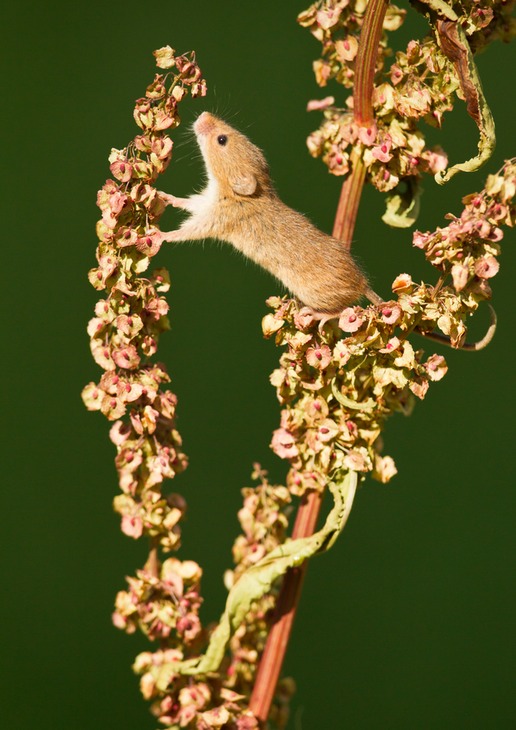 harvest mouse