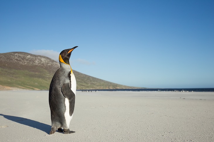 king penguin