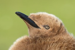 king penguin