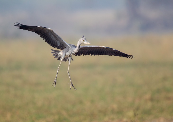 grey heron