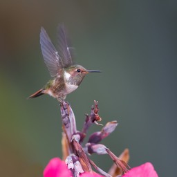 volcano hummingbird