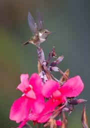 volcano hummingbird