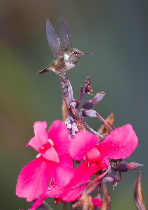 volcano hummingbird