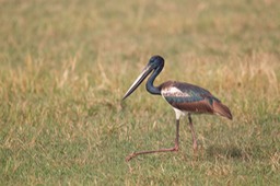 black necked stork