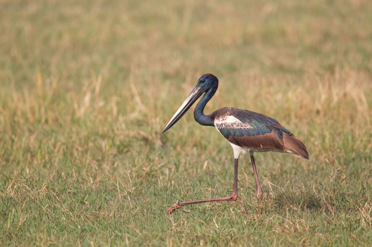 black necked stork