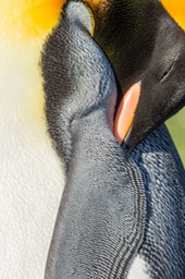 king penguin