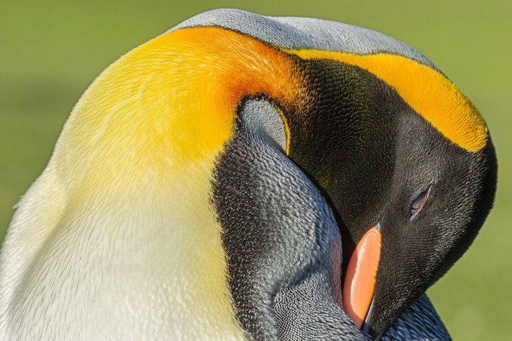 king penguin