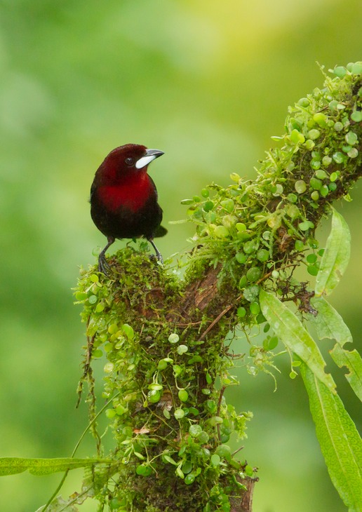 silver beaked tanager