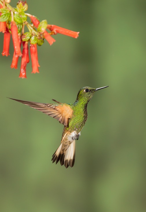 buff tailed coronet