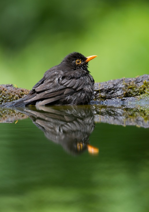 blackbird