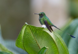 booted racket tail