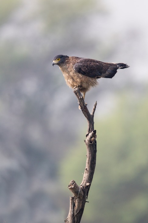 crested serpent eagle